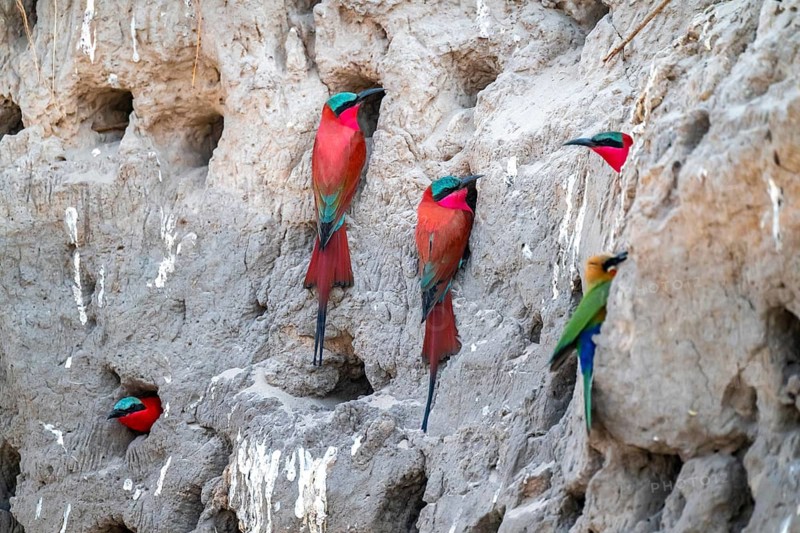 Breeding caves on the banks of the Kwando, Southern carmine bee-eater (Merops nubicoides), bee-eaters breeding, Kwando River, Zambezi region, Caprivi Strip, Namibia
