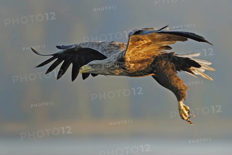 White-tailed Eagle (Haliaeetus albicilla), Mecklenburg-Western Pomerania, Germany