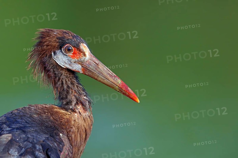 Abdim's stork, rain stork, Abdim, (Ciconia abdimii), African stork species, family of storks, portrait, Raysut Water Treatment Plant, Salalah, Dhofar, Oman