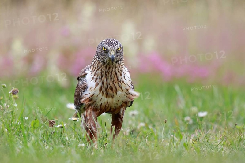Western Marsh Harrier (Circus aeruginosus) male on grassland, Poland