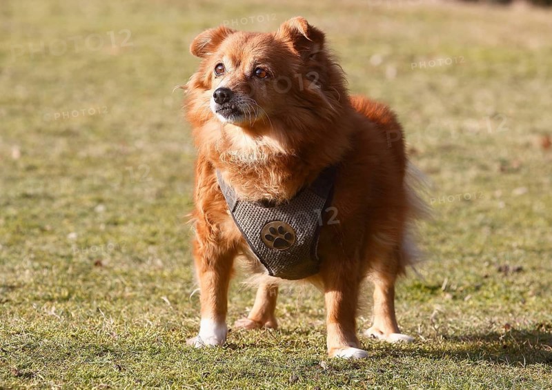 Chihuahua-Spitz crossbreed (Canis lupus familiaris), standing from the front on the meadow, North Rhine-Westphalia, Germany