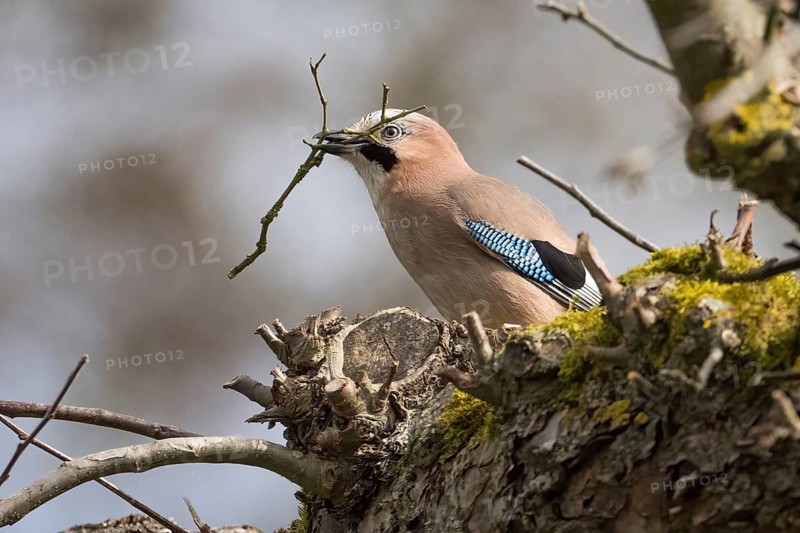 A jay (Garrulus glandarius) in a tree holding a twig in its beak, nesting material, surrounded by spring moss, Hesse Germany