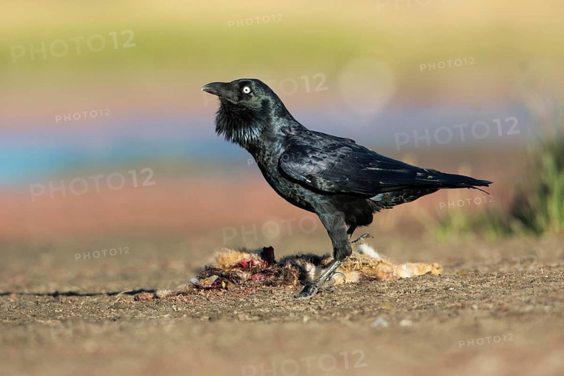 Forest Raven (Corvus tasmanicus) feeding on carrion, Victoria, Australia