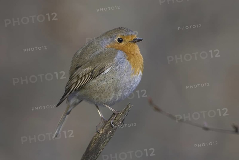 European Robin (Erithacus rubecula), Hesse, Germany