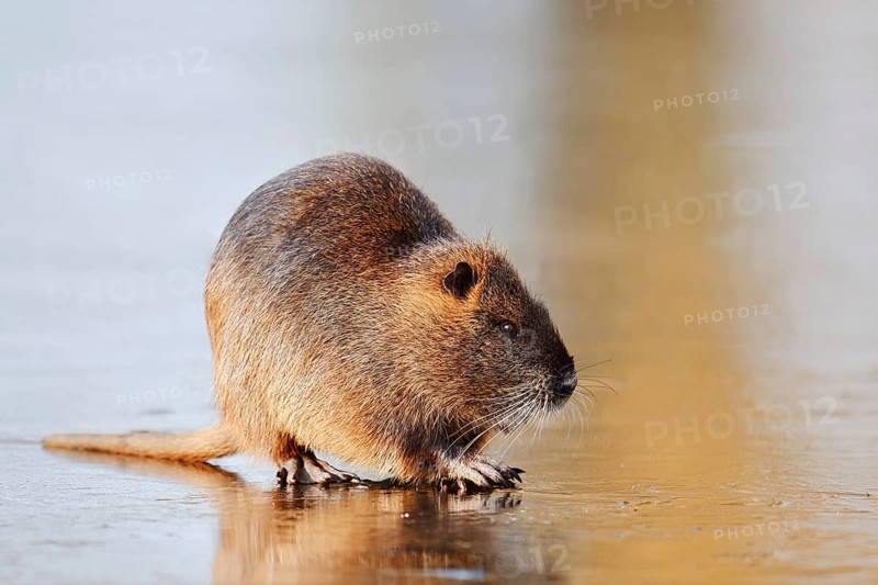 Nutria or swamp beaver (Myocastor coypus) on the ice surface of a lake in winter, neozoa in Germany, North Rhine-Westphalia, Germany