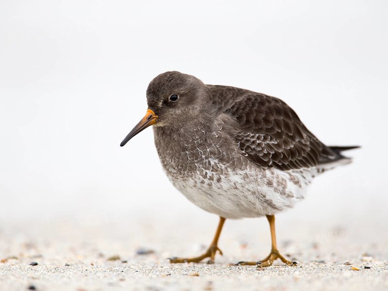 Purple Sandpiper (Calidris maritima) foraging on shoreline, Schleswig-Holstein, Germany