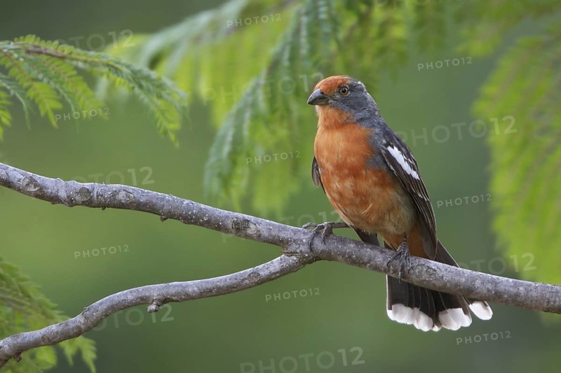 White-tipped Plantcutter (Phytotoma rutila) perched on a branch in Bolivia, South America