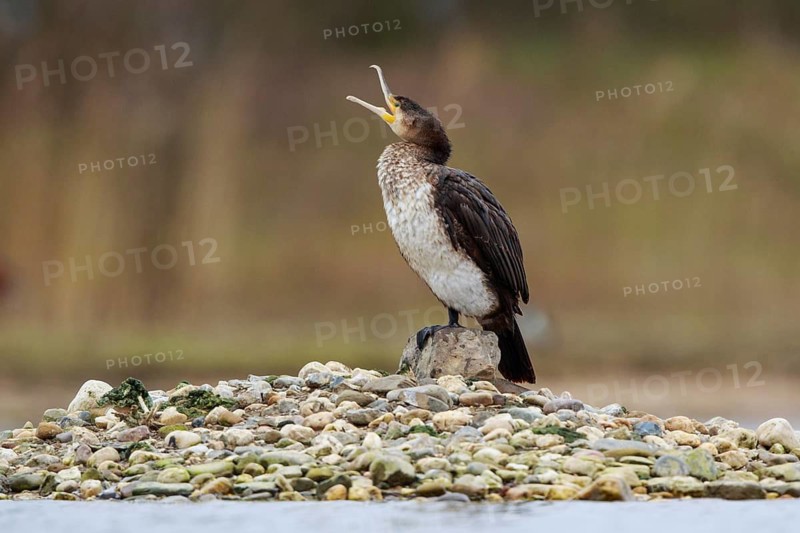 Great Cormorant (Phalacrocorax carbo), North Rhine-Westphalia, Germany