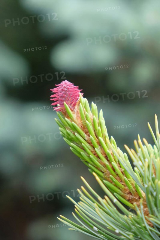Grannen pine (Pinus aristata 'Glauca'), female flower, BS Sämann, Bautzen, Saxony, Germany