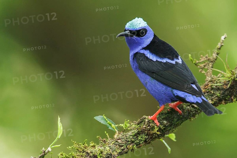 Red-legged Honeycreeper (Cyanerpes cyaneus) perched on a branch in Costa Rica