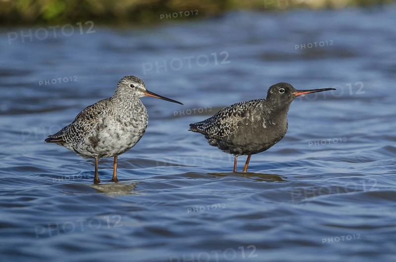 Spotted Redshank (Tringa erythropus), Schleswig-Holstein, Germany