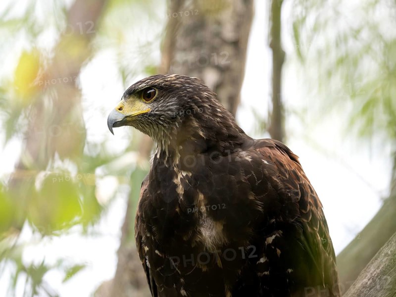 Portrait of a desert buzzard (Parabuteo unicinctus), Buenos Aires, Argentina