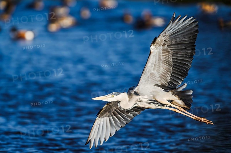 Grey Heron, Ardea cinerea, bird in winter on marshes in winter