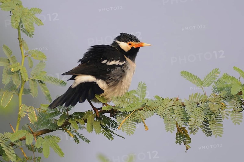 Pied Myna (Gracupica contra), Keoladeo National Park, India
