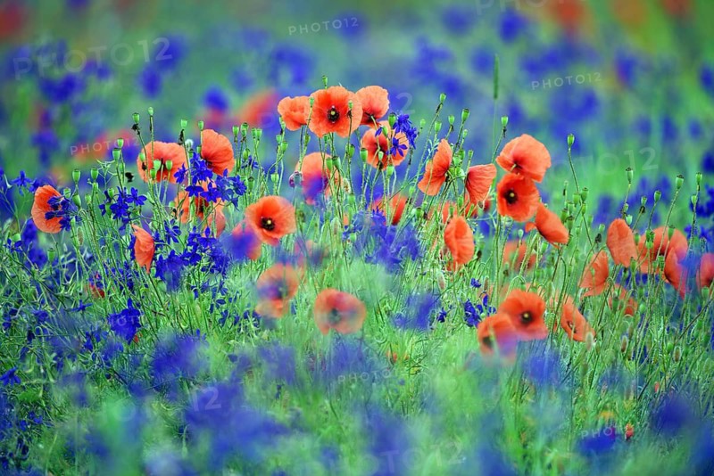 Mohn, Roter Mohn, Wiese mit Mohnblumen und Kornblumen, Poppy, Bavaria, (Papaver rhoeas), Federal Republic of Germany, Bavaria, Federal Republic of Germany
