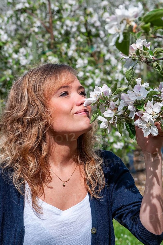 Young blonde Nordic woman smells apple blossom in apple orchard in Österlen, Simrishamn municipality, Skåne county, Sweden, Scandinavia