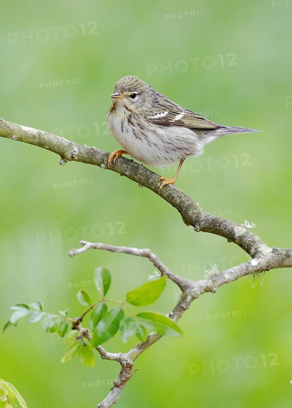 Blackpoll Warbler (Setophaga striata) female perched on a branch, Texas, USA