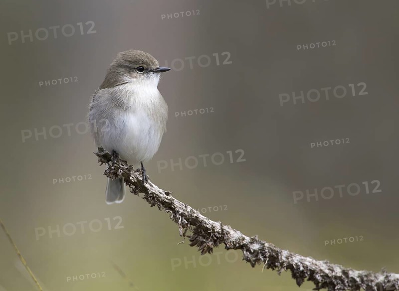 Jacky Winter (Microeca fascinans), Victoria, Australia