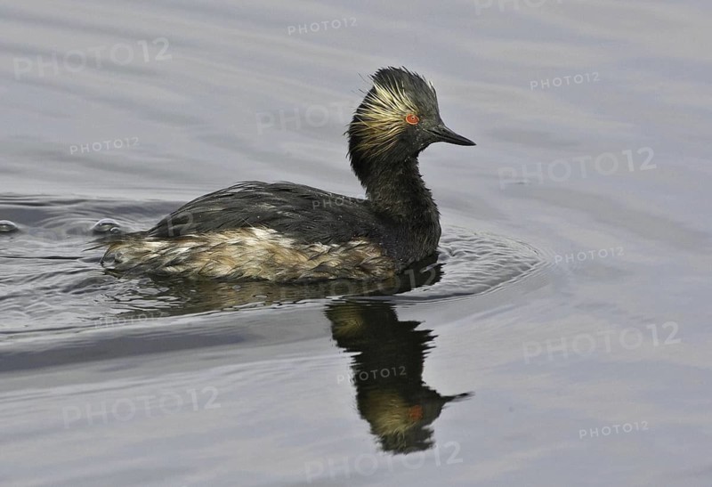 Black-necked Grebe (Podiceps nigricollis), California, USA