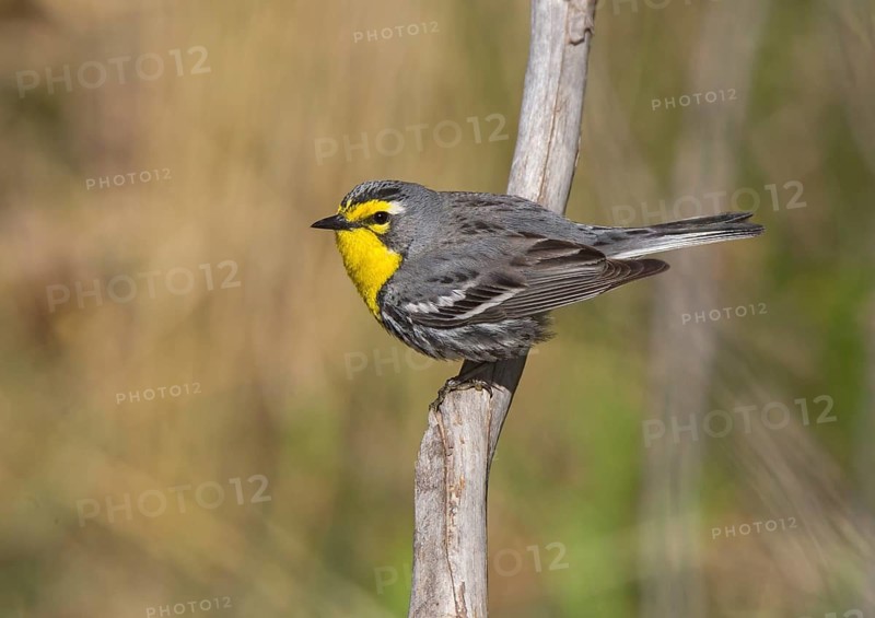 Grace's Warbler (Setophaga graciae) male, Arizona, USA