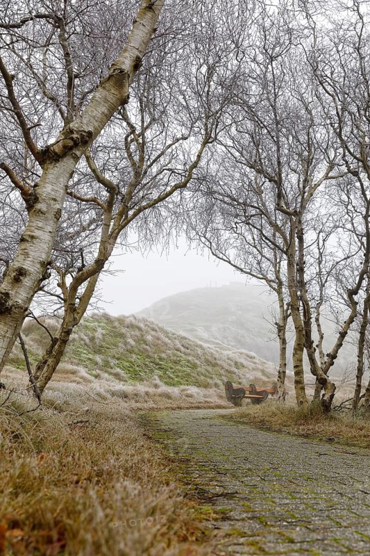 Path through low birch trees (Betula) and the dunes in fog and hoar frost, Norderney, Lower Saxony, Germany
