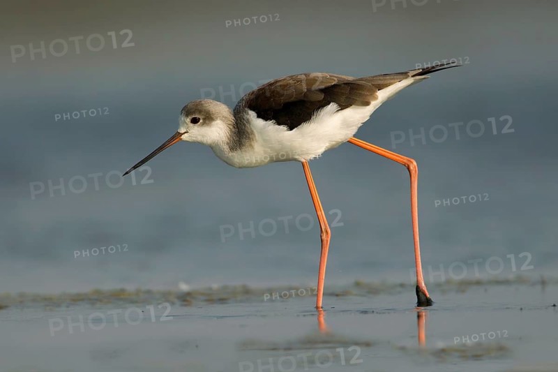 Black-winged Stilt (Himantopus himantopus) foraging, Phetchaburi, Thailand