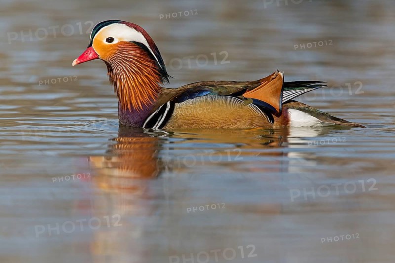 Mandarin duck, (Aix galericulata), animals, birds, duck birds, male, drake, forest park, Mannheim, Baden-Württemberg, Federal Republic of Germany