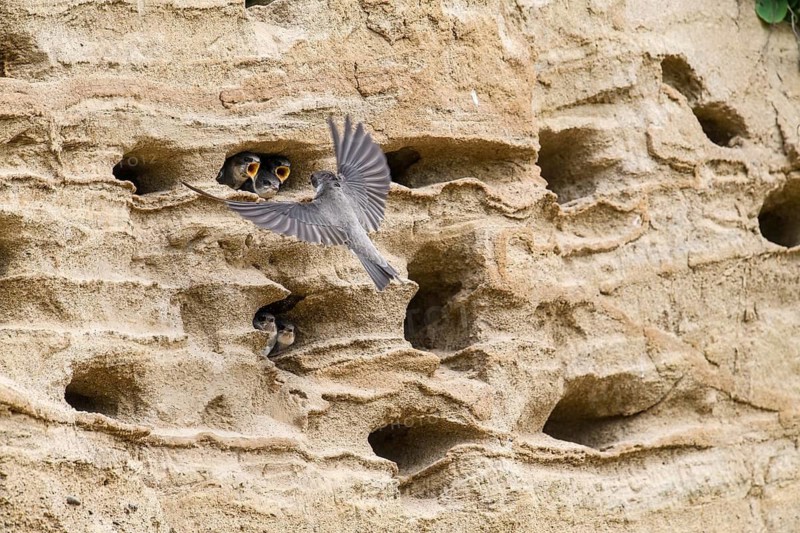 Sand martin (Riparia riparia) nesting in a sand pit Sand excavation and feeding chicks in a nest in a sandy rock face, Osnabrücker Land, Lower Saxony, Germany