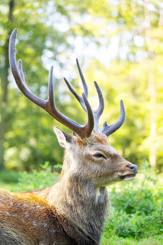 Sika deer (Cervus nippon) male lying on a meadow, Bavaria, Germany