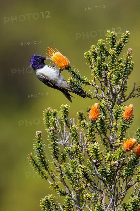 Ecuadorian Hillstar (Oreotrochilus chimborazo) perched on a flower in Ecuador