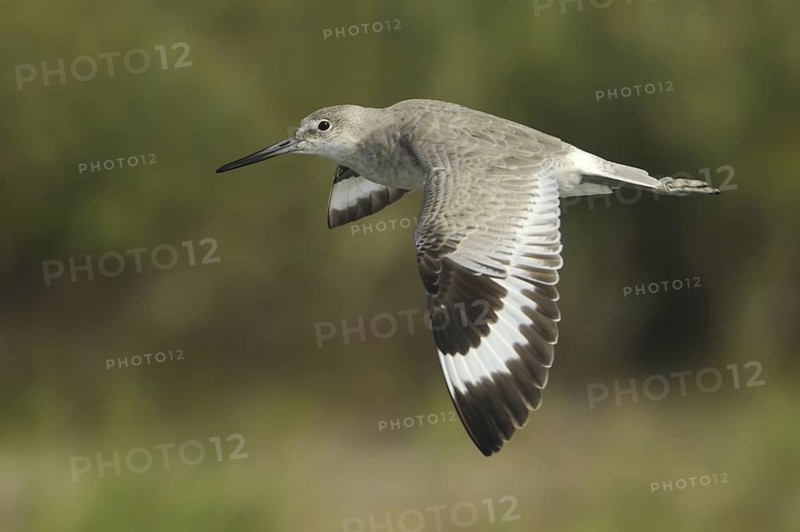 Willet (Tringa semipalmata), Texas, USA