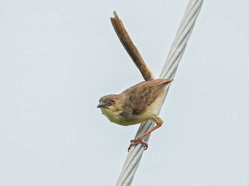Jungle Prinia (Prinia sylvatica), Sri Lanka