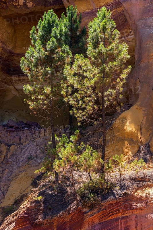Ochre nature trail, Le Sentier des Ocres, former ochre mining area, pine tree in front of ochre rocks, Roussillon, Luberon, Département Vaucluse, Provence-Alpes-Côte dAzur, France