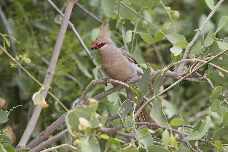 Blue-naped Mousebird, Urocolius macrourus, Kenya, Samburu