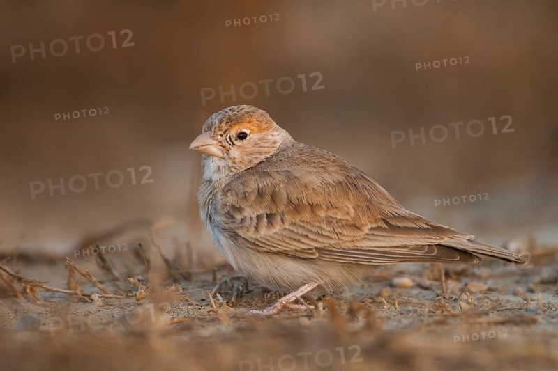 White-crowned Sparrowlark - Weissstirnlerche - Eremopterix nigriceps ssp. melanauchen, Sultanate of Oman, adult female
