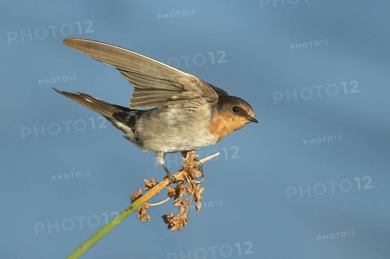 Welcome Swallow (Hirundo neoxena), Victoria, Australia