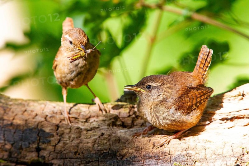 Eurasian wren (troglodytes troglodytes) adult and juvenile Germany