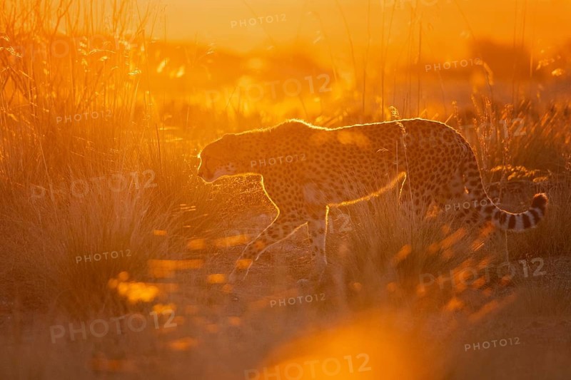 Cheetah (Acinonyx jubatus) waling in grassland in golden backlight, Castile-La Mancha, Spain