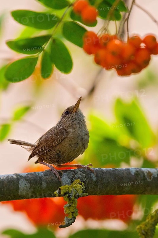 Eurasian Wren (Troglodytes troglodytes) perched in European Mountain Ash (Sorbus aucuparia) tree, Bavaria, Germany