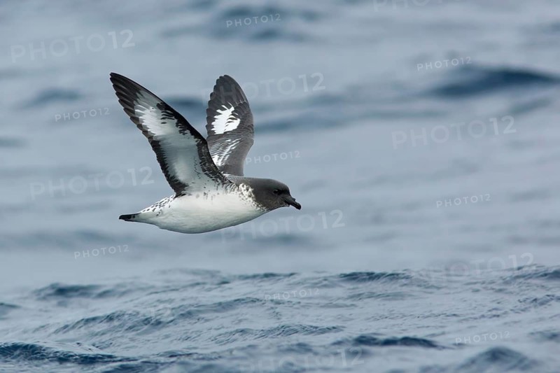 Cape Petrel (Daption capense) flying, Victoria, Australia