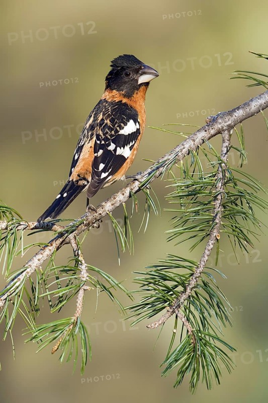 Black-headed Grosbeak (Pheucticus melanocephalus) male, Arizona, USA