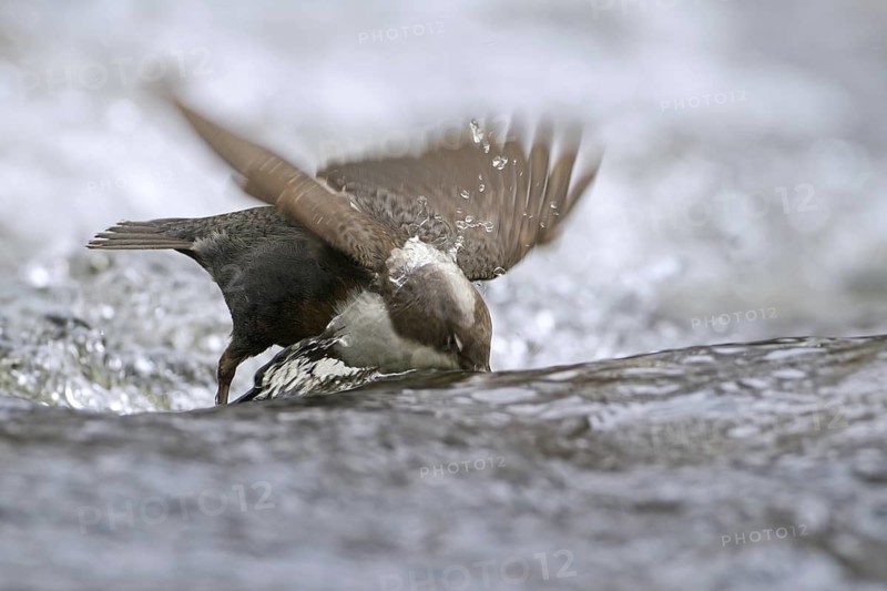 White-throated Dipper (Cinclus cinclus) foraging, Saxony-Anhalt, Germany