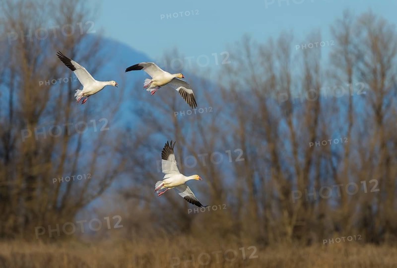 Snow Goose (Chen caerulescens) - Colusa National Wildlife Refuge, California