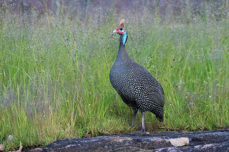 Helmeted Guineafowl (Numida meleagris), Serengeti, Tanzania