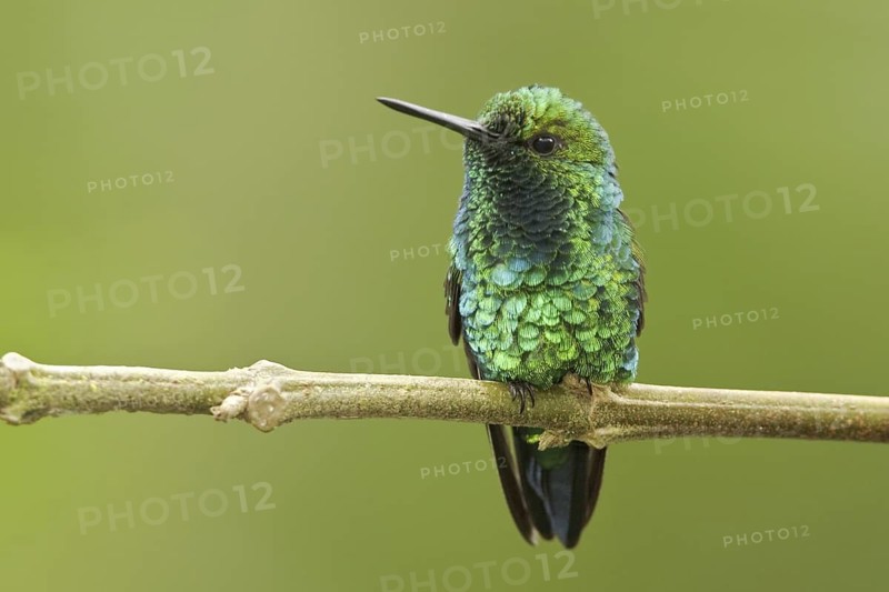 Western Emerald (Chlorostilbon melanorhynchus), Ecuador