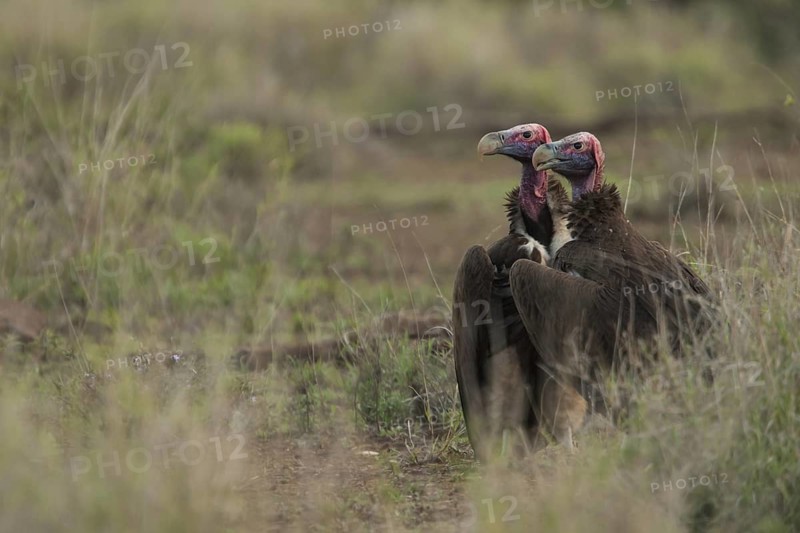 Lappet-faced Vulture (Torgos tracheliotos), Mpumalanga, South Africa