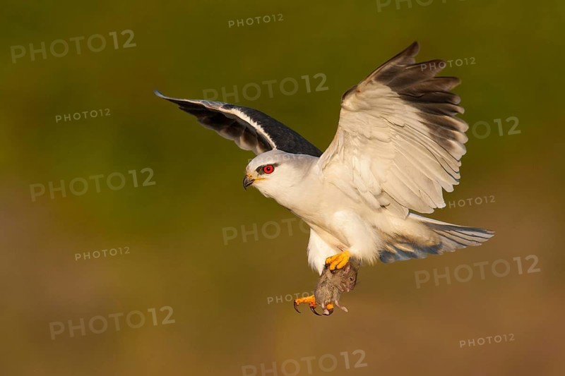 Black-winged Kite (Elanus caeruleus) flying with mouse prey in its claws, Leiria, Portugal
