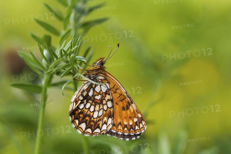 Melitaea diamina - False heath Fritillary - Baldrian-Scheckenfalter, Austria, imago