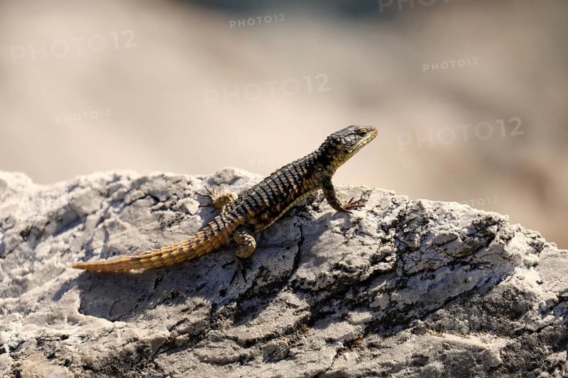 Cape Fur Lizard (Cordylus cordylus), adult, on rocks, sunbathing, alert, Stony Point, Betty's Bay, Western Cape, South Africa