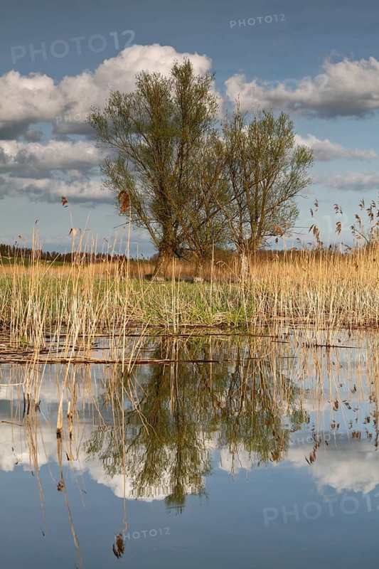 Morning atmosphere on the Peene, pasture with reflection in the water, Flusslandschaft Peenetal nature park Park, Mecklenburg-Western Pomerania, Germany